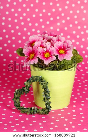 Pink spring flowers in a pot in front of pink dotted background