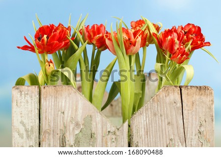 Red tulip flowers looking across an old wooden fence in front of blue sky