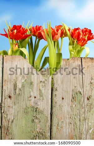 Red tulip flowers looking across an old wooden fence in front of blue sky