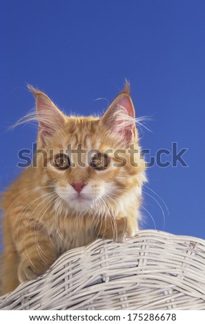Red tabby Maine Coon in front of blue sky