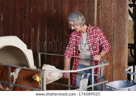 Senior farm woman with calf in the stable