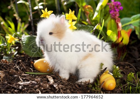 Little rabbit with easter eggs