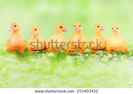 six Cute ducklings on a meadow