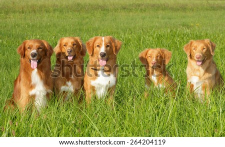 Group of dogs Nova scatia duck tolling retriever sitting in the grass
