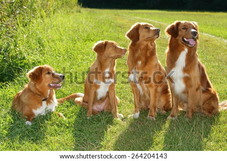 Group of dogs Nova scotia duck tolling retriever sitting in the grass