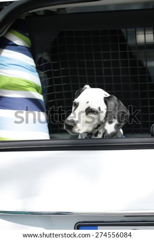 Young dalmatian sitting in car boot outdoor