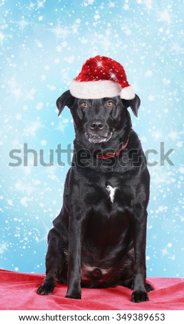 Mixed breed dog with christmas hat