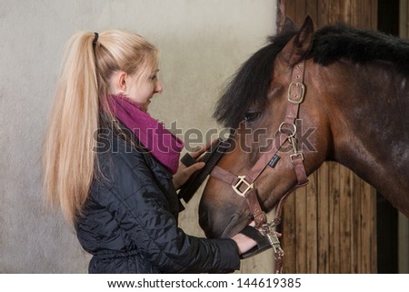 Girl is brushing the head of her brown pony (New-Forest-Pony)