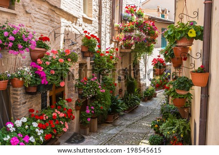 Historical alley with flowers