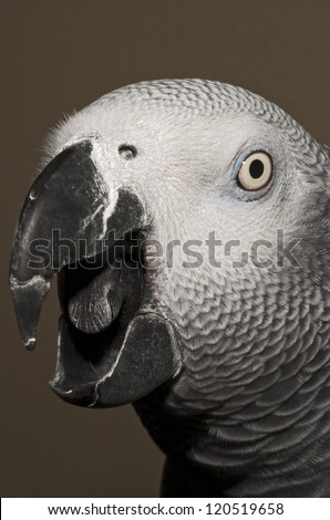 african gray parrot speaking