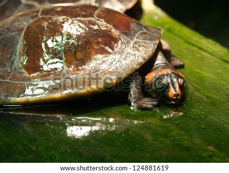 Red-headed River Turtle