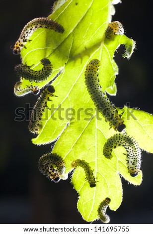 caterpillars eating a leaf