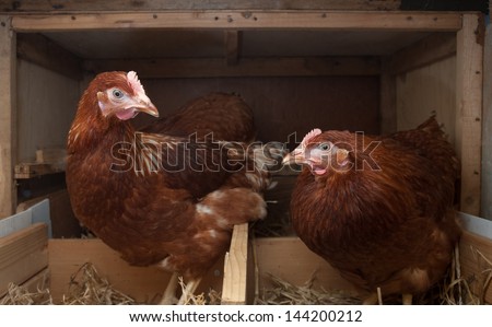 Free range farm hens  in the chicken coop