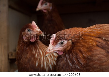 farm hens in the chicken coop