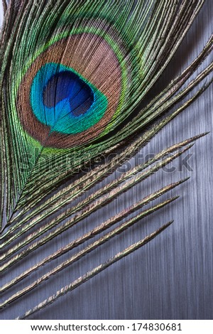 peacock feather on brushed metal background