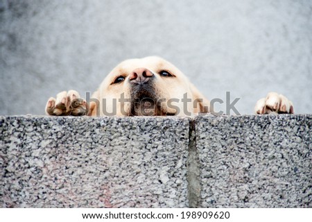 sad neglected dog looking over wall