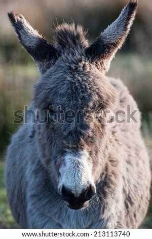 cute fluffy donkey head
