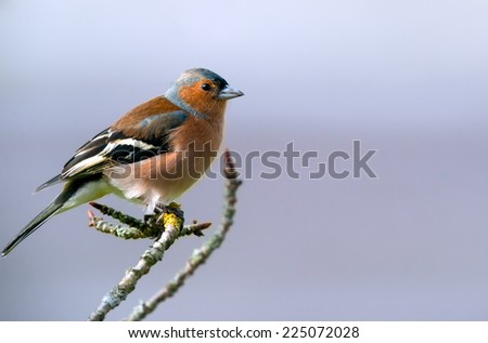 cute chaffinch bird on a twig