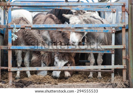 donkeys for sale in a cattle pen trailer at a horse fair in Ireland