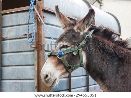 donkey tied to a trailer at a horse fair in rural Ireland