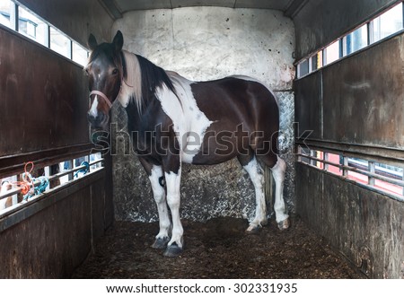Horse inside of  horse box trailer
