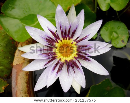 A White Lotus with Purple Patterns
