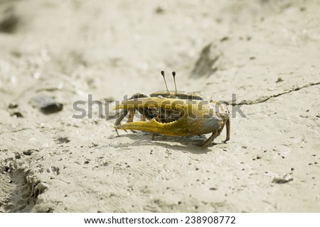 A Brown Fiddler Crab