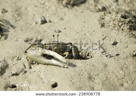 A Brown Fiddler Crab