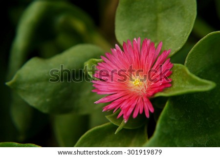A Dark Pink Flower