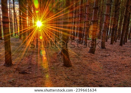 Setting sun through trees in winter time