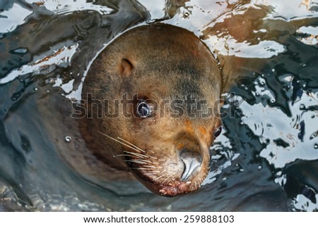 Steller Sea Lion  (Eumetopias Jubatus) floats in water. Avacha Bay, Kamchatka Peninsula, Russia