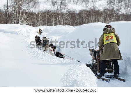 KAMCHATKA, RUSSIA - MARCH 3, 2014: Running dog team Kamchatka musher Solodikov Valentin. Traditional Kamchatka Dog Sledge Racing \