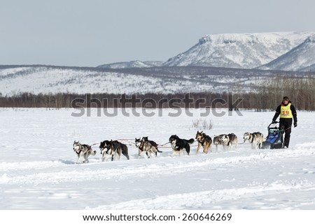 KAMCHATKA, RUSSIA - MARCH 3, 2014: Running dog team Kamchatka musher Semashkin Andrew. Traditional Kamchatka Dog Sledge Racing \