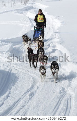 KAMCHATKA, RUSSIA - MARCH 3, 2014: Running dog team Kamchatka musher Andrew Semashkin. Traditional Kamchatka Dog Sledge Racing \