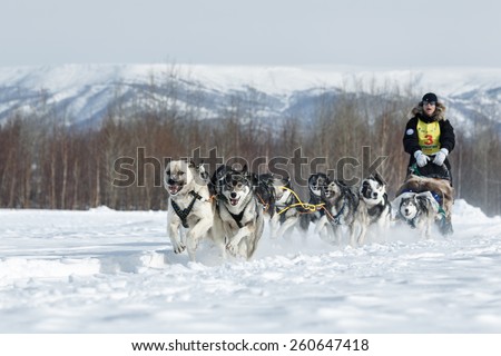 KAMCHATKA, RUSSIA - MARCH 3, 2014: Running dog team Kamchatka musher Brazaluk Anfisa. Traditional Kamchatka Sled Dog Racing \