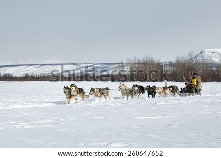 KAMCHATKA, RUSSIA - MARCH 3, 2014: Running dog team Kamchatka musher Ivan Nivani. Traditional Kamchatka Dog Sledge Racing \