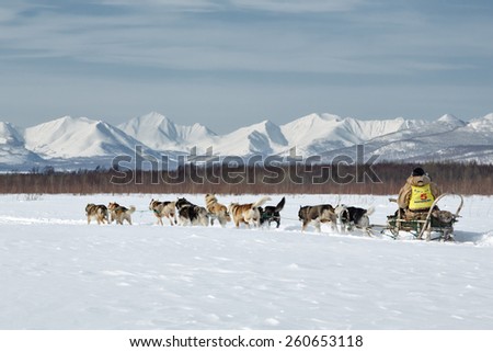 KAMCHATKA, RUSSIA - MARCH 3, 2014: Dog sled team Kamchatka  musher Ivan Nivani runs on a background of mountains. Traditional Kamchatka Dog Sledge Racing \