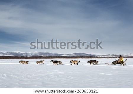 KAMCHATKA, RUSSIA - MARCH 3, 2014: Running dog team Kamchatka musher Ivan Nivani. Traditional Kamchatka Dog Sledge Race \