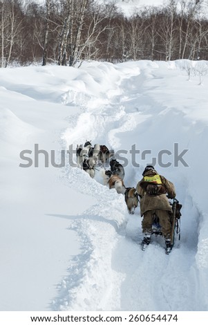 KAMCHATKA, RUSSIA - MARCH 3, 2014: Running dog sled team Kamchatka musher Valery Chuprin. Traditional Kamchatka extreme Sled Dog Race \
