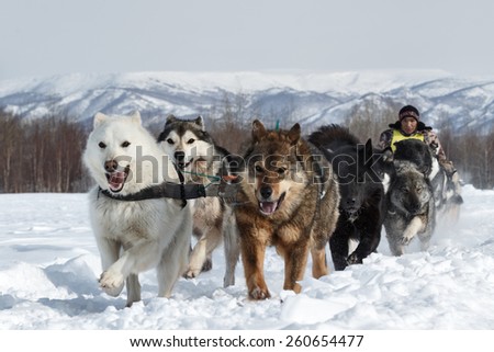 KAMCHATKA, RUSSIA - MARCH 3, 2014: Running dog sledge team Kamchatka musher Apki Vladimir. Traditional Kamchatka extreme Dog Sledge Racing \