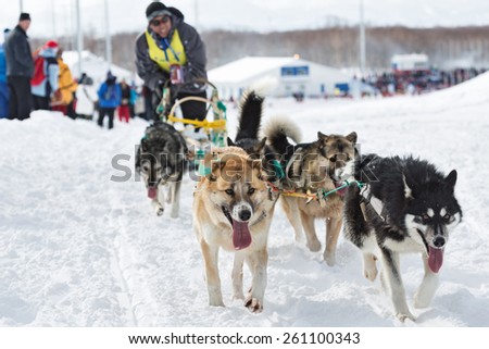 PETROPAVLOVSK-KAMCHATSKY, KAMCHATKA, RUSSIA - MARCH 2, 2014: Running sled dog team Kamchatka musher Kutynkovav Eugene. Kamchatka Sled Dog Racing \