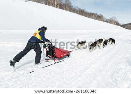 PETROPAVLOVSK-KAMCHATSKY, KAMCHATKA, RUSSIA - MARCH 2, 2014: Running dog sled team musher Krivogornitsyn Alexander. Kamchatka Sled Dog Race \