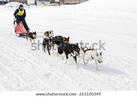 PETROPAVLOVSK-KAMCHATSKY, KAMCHATKA, RUSSIA - MARCH 2, 2014: Running sled dog team musher Alexander Krivogornitsyn. Kamchatka Sled Dog Racing \