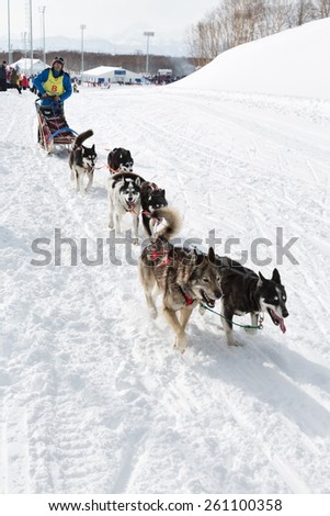 PETROPAVLOVSK-KAMCHATSKY, KAMCHATKA, RUSSIA - MARCH 2, 2014: Running sled dog team Kamchatka musher Revenok Vladislav. Kamchatka Sled Dog Racing \