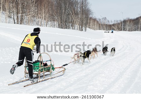 PETROPAVLOVSK-KAMCHATSKY, KAMCHATKA, RUSSIA - MARCH 2, 2014: Running sled dog team Kamchatka musher Dmitry Revenok. Kamchatka Dog Sled Racing \