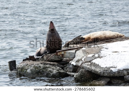 Nature of Kamchatka: rookery Northern Sea Lion or Steller Sea Lion (Eumetopias Jubatus). Russia, Kamchatka, Avachinskaya Bay, Petropavlovsk-Kamchatsky.
