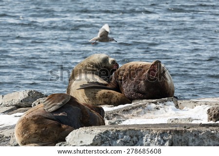Nature of Kamchatka: rookery Northern Sea Lion or Steller Sea Lion (Eumetopias Jubatus). Russia, Kamchatka Peninsula, Avacha Bay, Petropavlovsk-Kamchatsky.