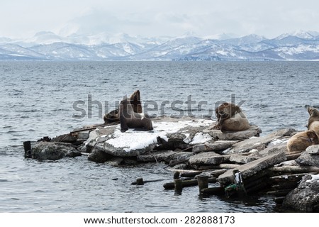 Nature of Kamchatka: rookery Northern Sea Lion or Steller Sea Lion (Eumetopias Jubatus). Avacha Bay, Petropavlovsk-Kamchatsky, Kamchatka Peninsula, Russia.