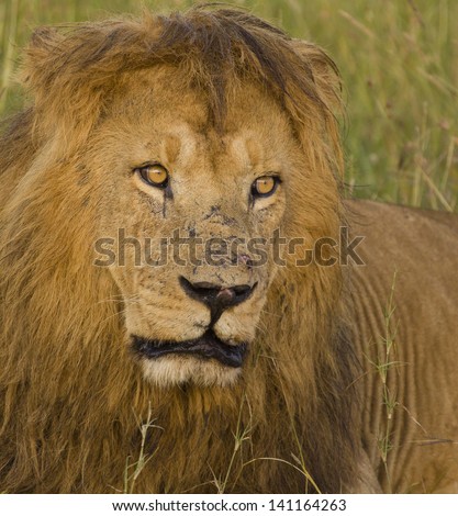 Yellow lion\'s eyes in a portrait