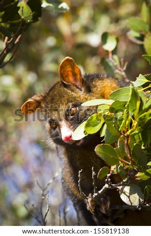 A wild possum easting in the forest. It is hard to find during the day.